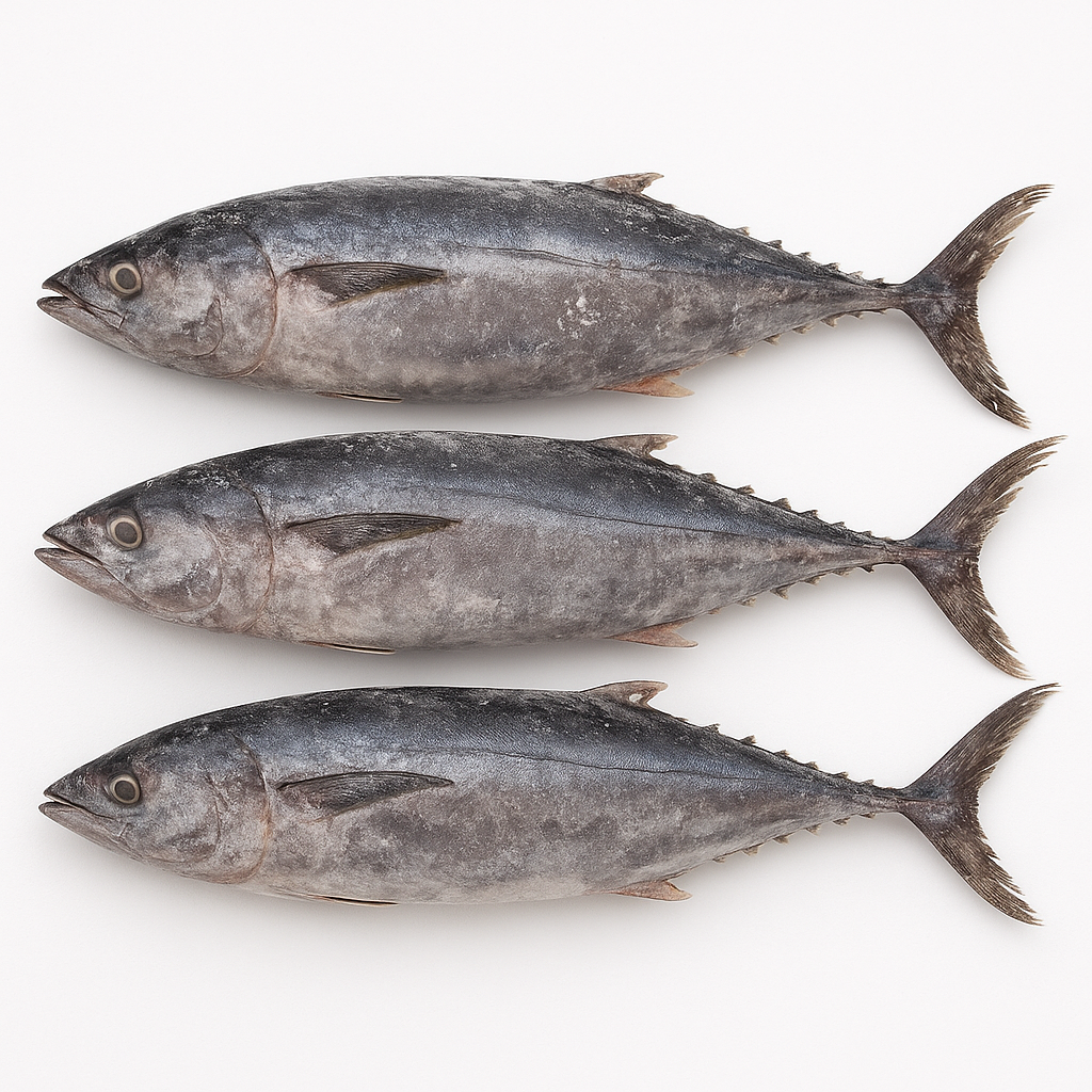 Visual category for product Frozen albacore or longfinned tunas