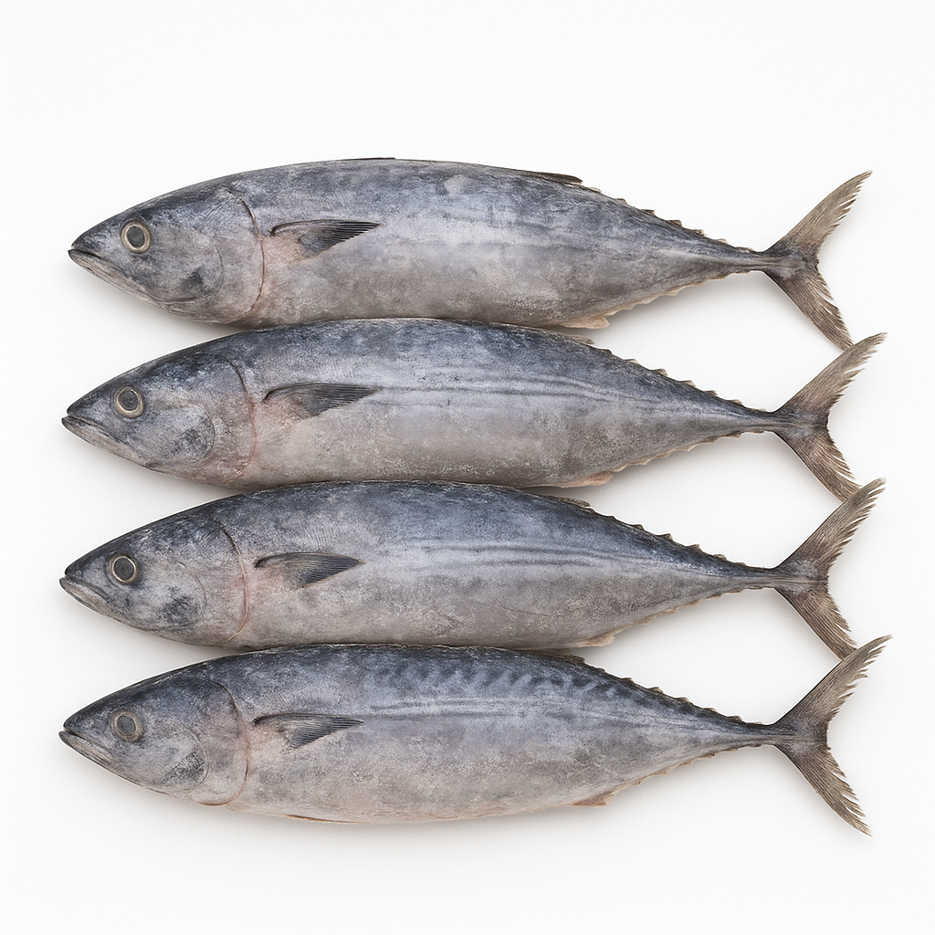 Visual category for product Frozen skipjack or stripe-bellied bonito